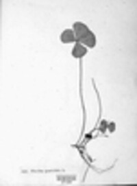Marsilea quadrifolia image